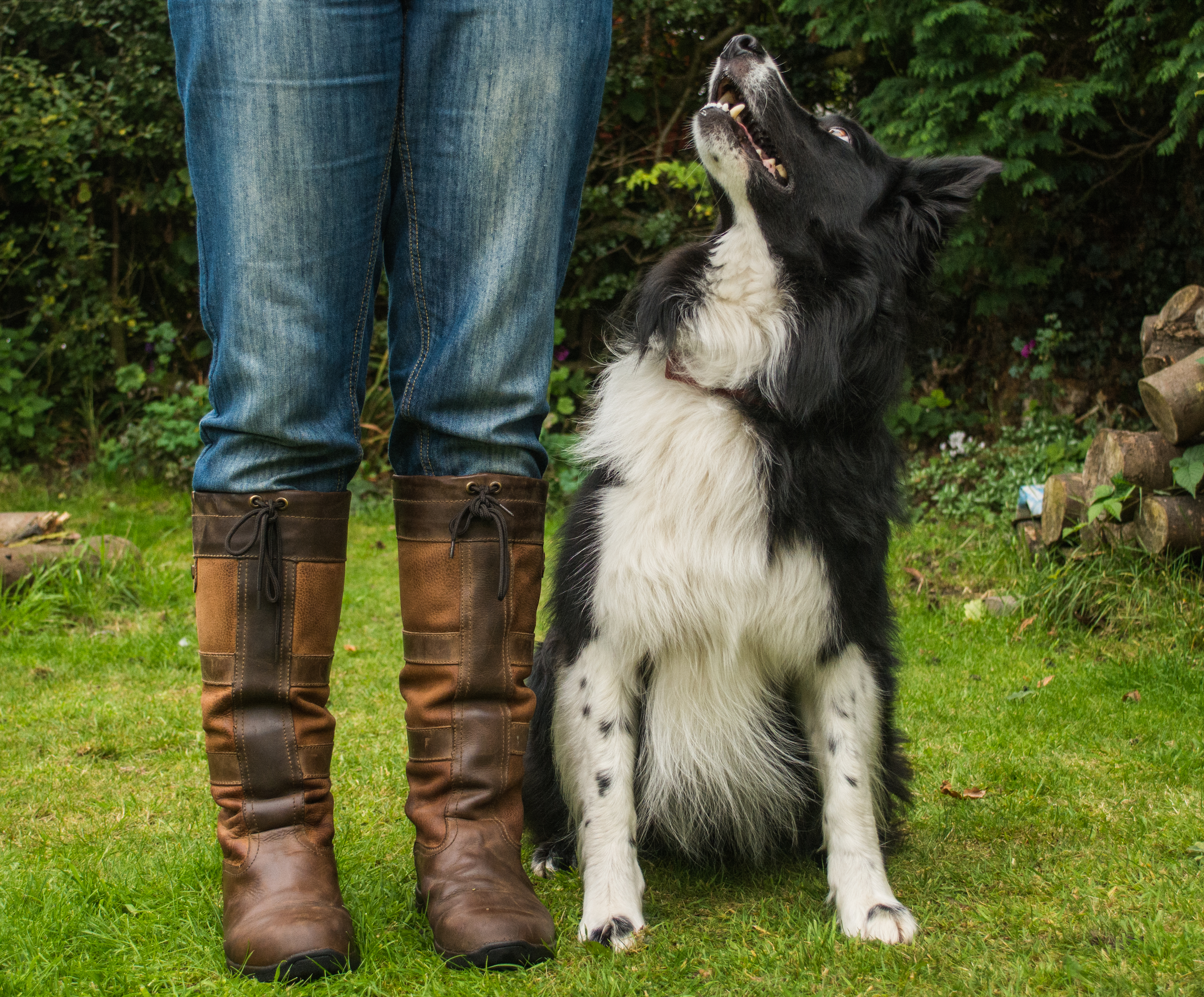 best boots for walking the dog