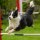 Exciting new changes to Kennel Club Agility